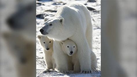 Study looks back centuries to peer into the future for polar bears